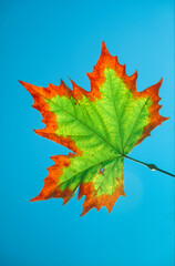 Maturing maple leaf during fall or autumn
