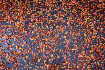 Fall color, small maple leaves in red, yellow, and orange, fallen on an asphalt driveway, as a nature background
