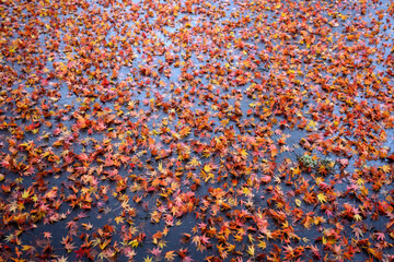 Fall color, small maple leaves in red, yellow, and orange, fallen on an asphalt driveway, as a nature background
