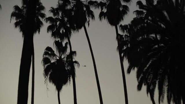 Helicopter Flies Through Through and Around Palm Trees in the City at Sunset