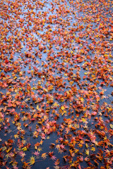 Fall color, small maple leaves in red, yellow, and orange, fallen on an asphalt driveway, as a nature background
