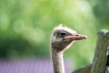 Ostrich eyes close-up. Close-up portrait of an ostrich with big