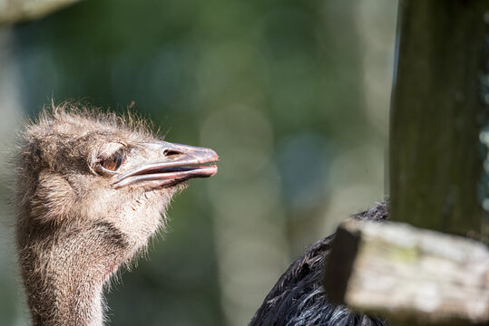 Ostrich eyes close-up. Close-up portrait of an ostrich with big