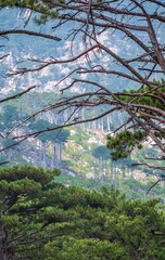 Green trees and a old dry tree on the mountainside.