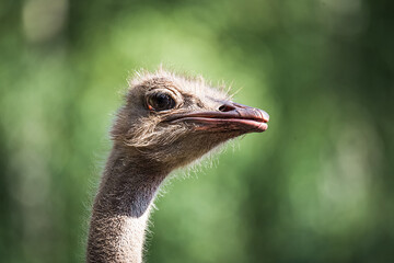 Ostrich eyes close-up. Close-up portrait of an ostrich with big