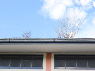 The grass and weeds on the rain gutter were grown from the seeds that the birds had eaten and drowned on the roof of the building.
