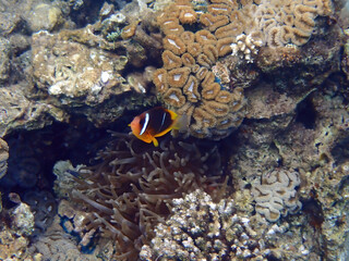 Fototapeta na wymiar Clown-fish, scientific name is Amphiprion bicinctus, it belongs to the family Pomacentridae, life of fish is going in symbiosis and close relationship with the sea anemones, Red Sea, Middle East