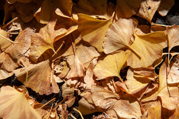 Fan-shaped Yellow Fallen Leaves in Autumn