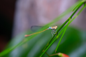 Close up, Beautiful dragonfly on the leaf in the nature.