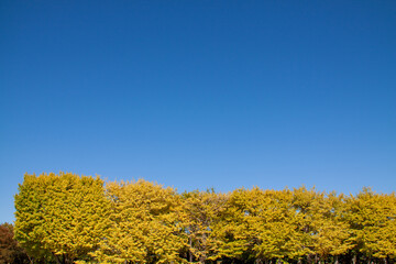 Fototapeta premium Beautiful Autumn Yellow Trees under the Blue Sky