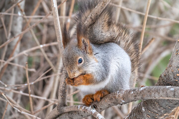 The squirrel with nut sits on tree in the winter or late autumn