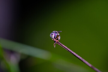 A small honey bee on the top of grass leaf