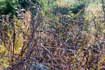 Macro brown and tan curled autumn grass  2