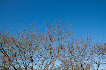 Trees bare of leaves against the clear autumn sky