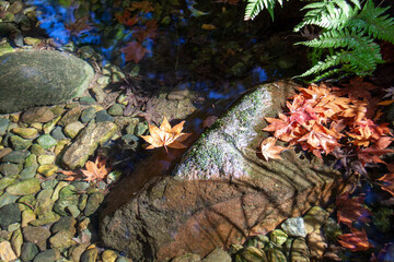 Falling maple leaves in Japanese garden pond