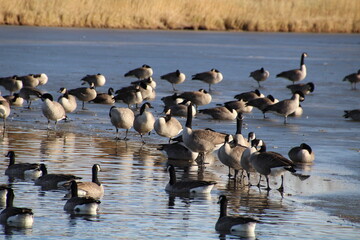 Geese On The Blue Ice, Pylypow Wetlands, Edmonton, Alberta