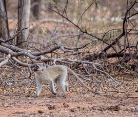 Vervet monkey activity isolated in the African wilderness