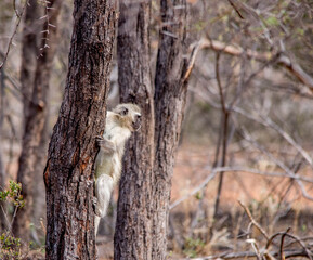 Vervet monkey activity isolated in the African wilderness