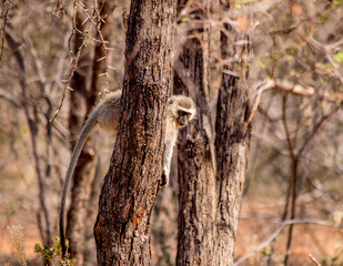 Vervet monkey activity isolated in the African wilderness