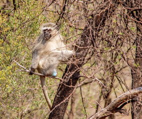 Vervet monkey activity isolated in the African wilderness
