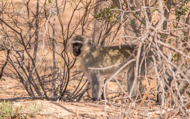 Vervet monkey activity isolated in the African wilderness