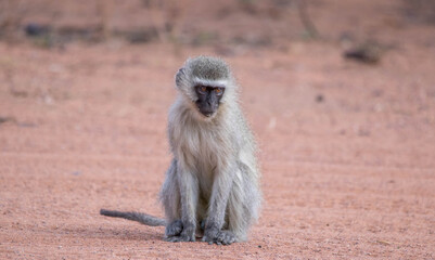 Vervet monkey activity isolated in the African wilderness