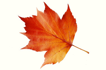 Autumn leaf of rowan on a white background.Isolated on white.