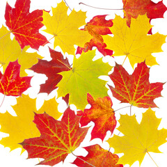 Autumn background. Red and yellow maple leaves on a white background.
