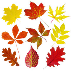 Fototapeta premium Set of autumn leaves on a white background. Maple, chestnut, ash, mountain ash, elm, oak. Isolated on white.