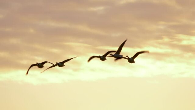 Wild geese flying against golden sky at dusk - Medium slow-motion long shot