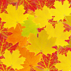 Naklejka na ściany i meble Autumn background. Yellow and red maple leaves scattered over the background.