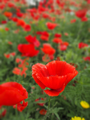 vertical photo of a clearing with rich red poppy flowers