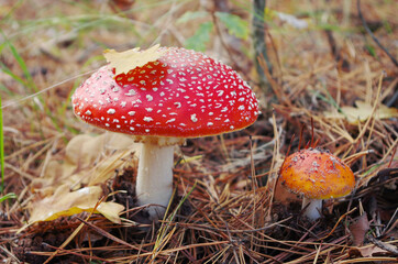 Red fly agaric mushrooms in autumn forest