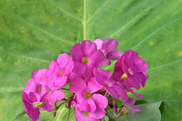 野に咲く花