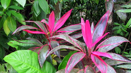 Colorful flowers in Havana, Cuba.