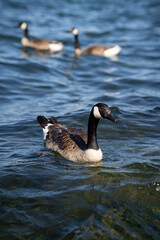 Ducks 