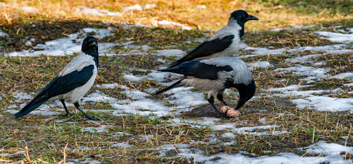 Fototapeta premium Gray crows with black wings look for food on the ground with yellow leaves and snow, pecking at raw meat.Selective focus