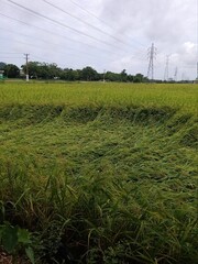 sri lanka paddy field.