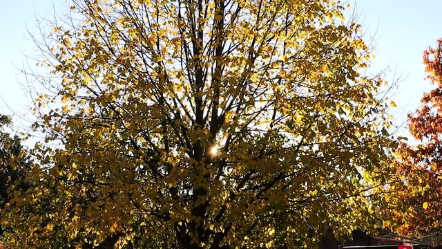 The sun slowly appears between the branches of a  Linden, as the leaves cascade on a windless day.