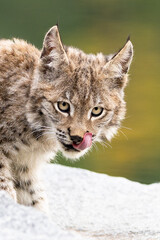 Obraz premium Lynx in green forest with tree trunk. Wildlife scene from nature. Playing Eurasian lynx, animal behaviour in habitat. Wild cat from Germany. Wild Bobcat between the trees