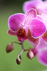 Fototapeta na wymiar Orchid pink flowers close-up on a blurred bright green background.Orchid branch with beautiful flowers.Beautiful flower background.Delicate pink flowers on a green background
