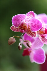Naklejka na ściany i meble Orchid pink flowers close-up on a blurred bright green background.Orchid branch with beautiful flowers.Beautiful flower background.Delicate flowers on a green background