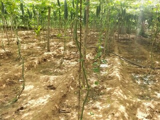 sri lanka,bitter gourd,Cultivation