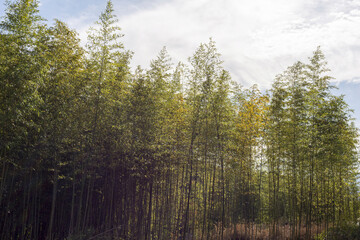 Bamboo forest in Sanda city, Hyogo, Japan in autumn 