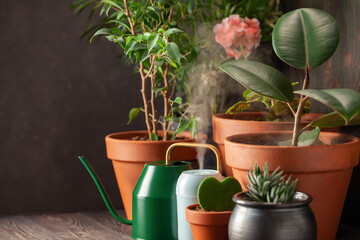 Collection of home flowers and succulent plants in different pots. Steam compact air humidifier. Idea Home Garden.