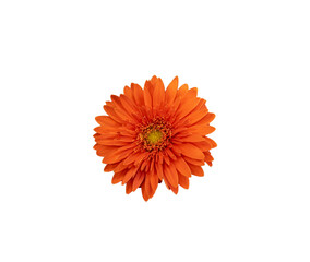 Isolated on white background Gerbera flower red
