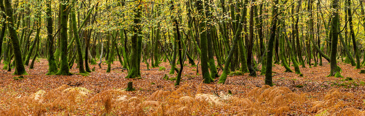New Forest ancient woodland in Hampshire England