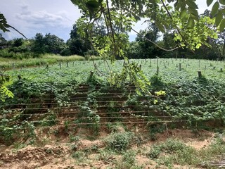 sri lanka,bitter gourd,Cultivation