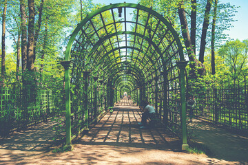 Beautiful city park in St. Petersburg in spring. View of live green tunnel in Summer garden.