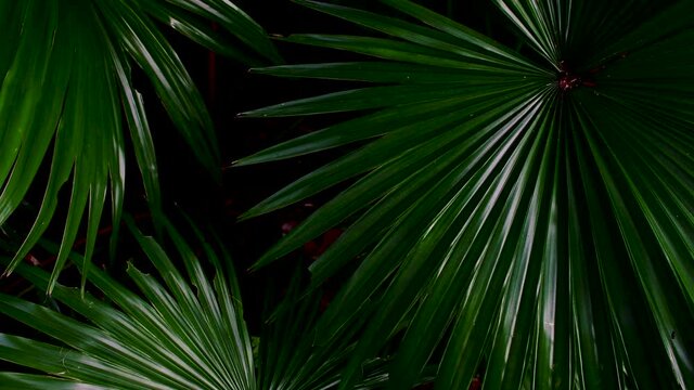 tropical palm leaves swaying in dark nature background